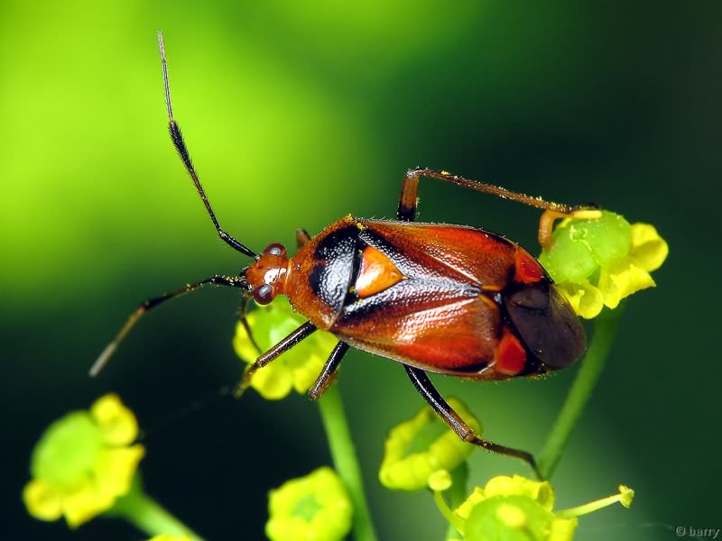 Deraeocoris ruber (Linnaeus, 1758)